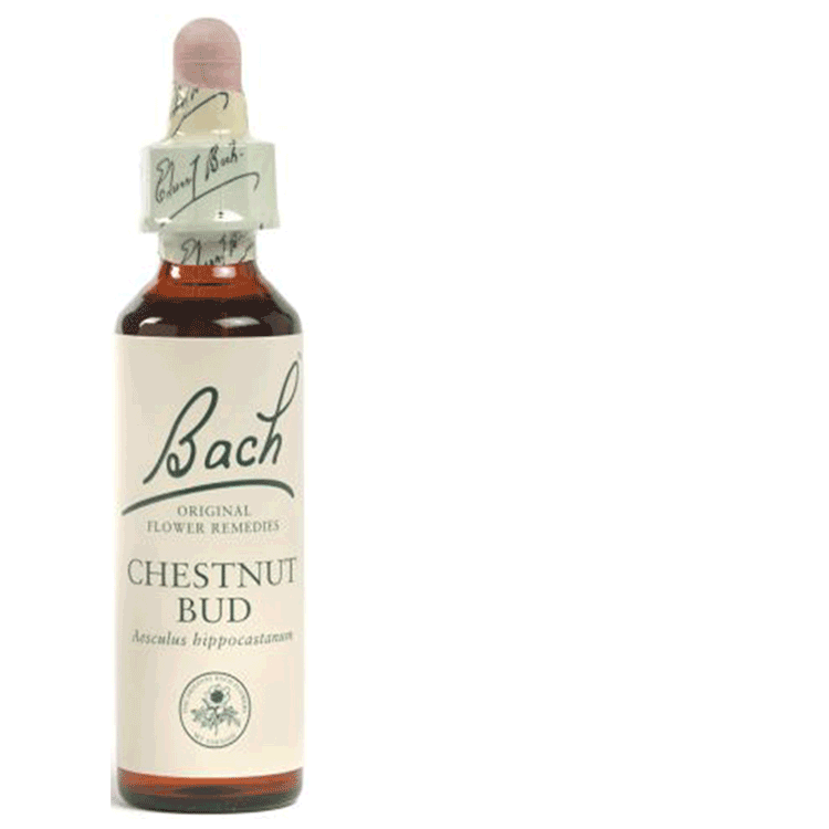 Fleurs de Bach Bourgeon de Châtaignier 20 ml - Ne pas apprendre de ses expériences